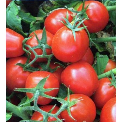 Насіння томату 9661 F1 (500 насінин), Lark Seeds, ранній